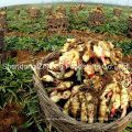 Manufacturing Fresh Ginger